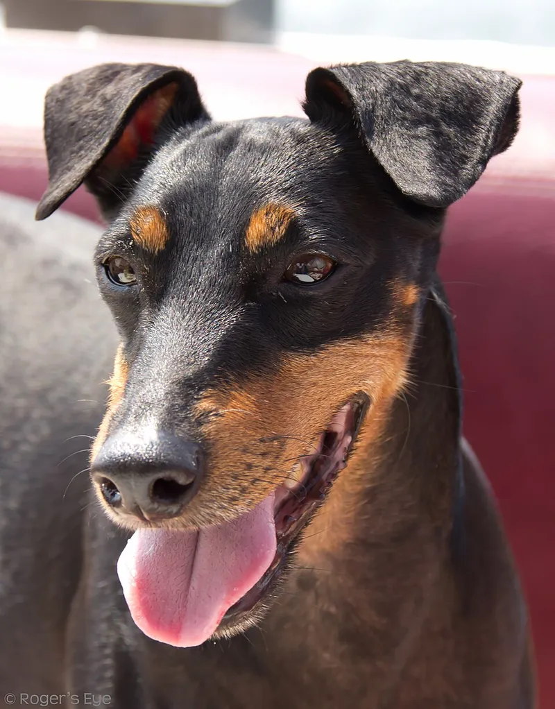 Manchester Terrier fotoğraf 1