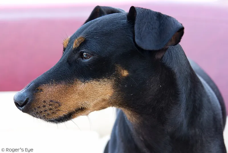 Manchester Terrier fotoğraf 2