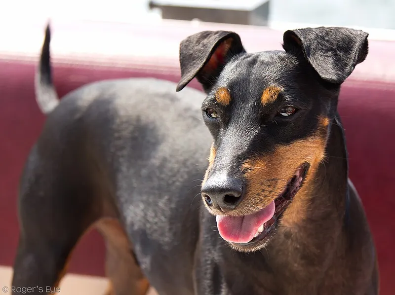 Manchester Terrier fotoğraf 3