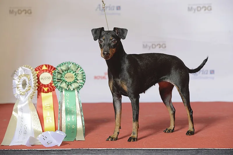 Manchester Terrier fotoğraf 5
