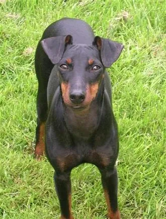 Manchester Terrier fotoğraf 6