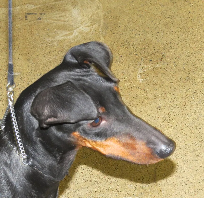 Manchester Terrier fotoğraf 7