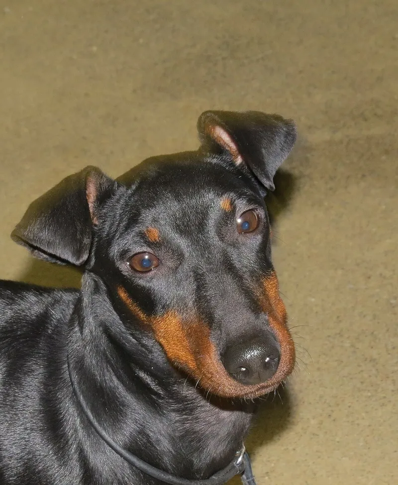 Manchester Terrier fotoğraf 8