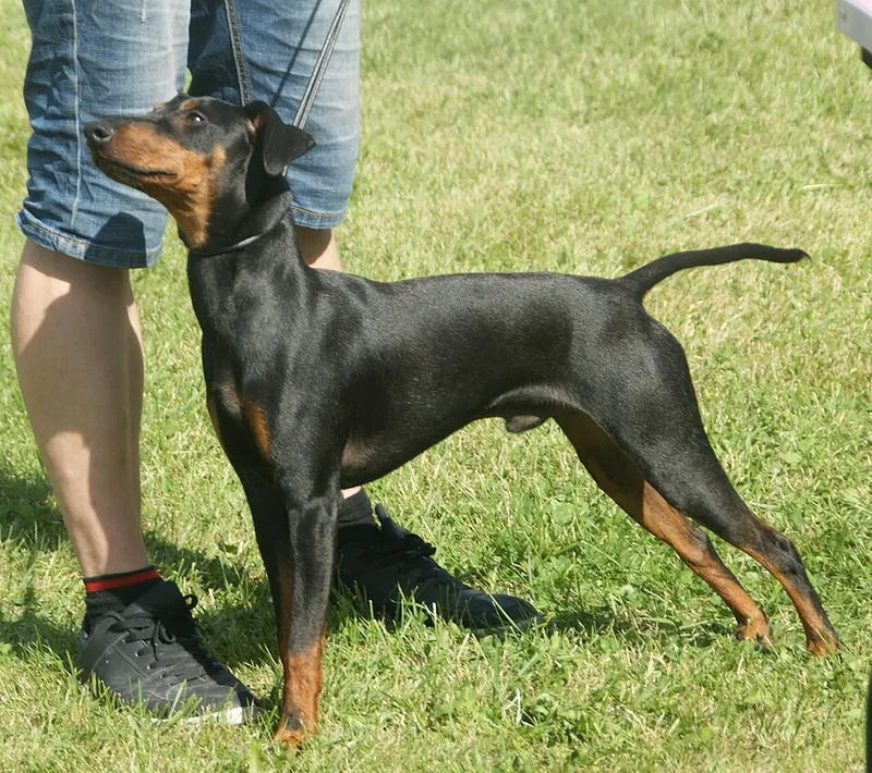Manchester Terrier fotoğraf 9