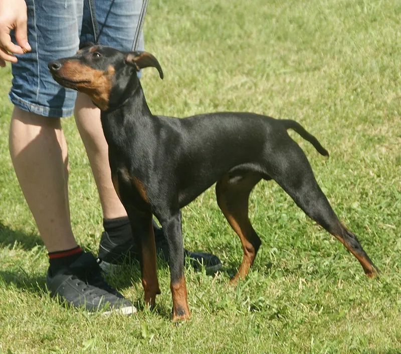 Manchester Terrier fotoğraf 10
