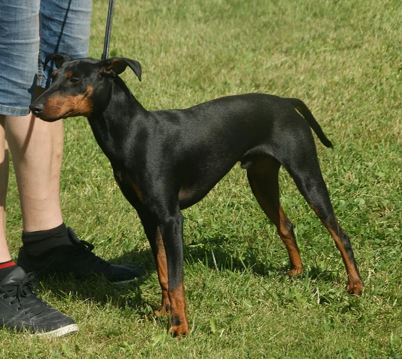 Manchester Terrier fotoğraf 11