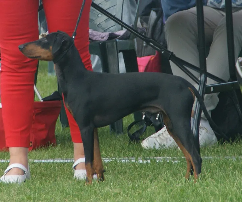Manchester Terrier fotoğraf 12