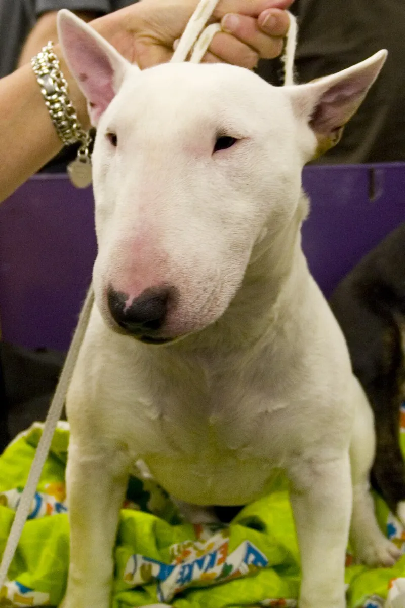 Minyatür Bull Terrier fotoğraf 1