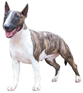 Minyatür Bull Terrier fotoğraf 2