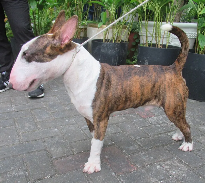 Minyatür Bull Terrier fotoğraf 3