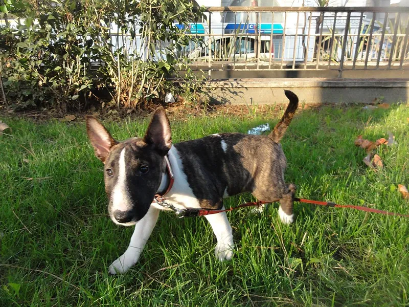 Minyatür Bull Terrier fotoğraf 4