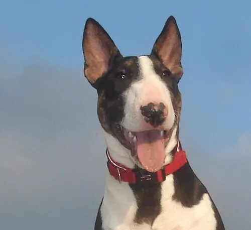 Minyatür Bull Terrier fotoğraf 5