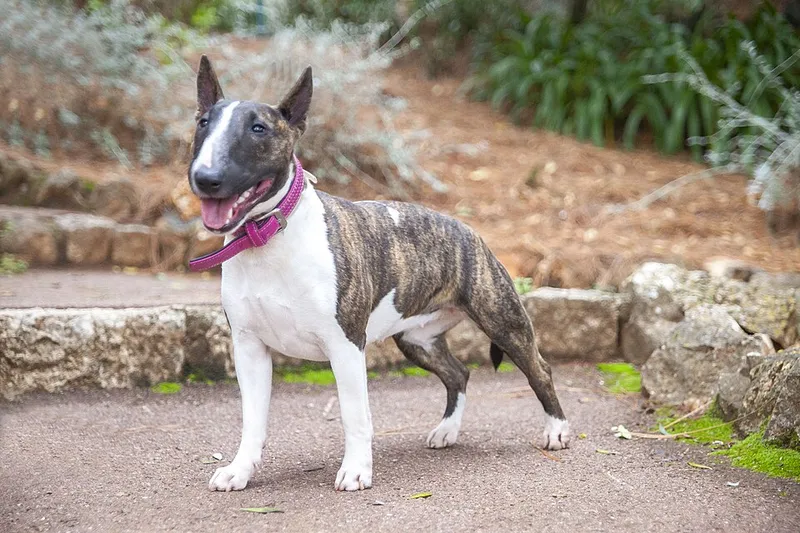 Minyatür Bull Terrier fotoğraf 6