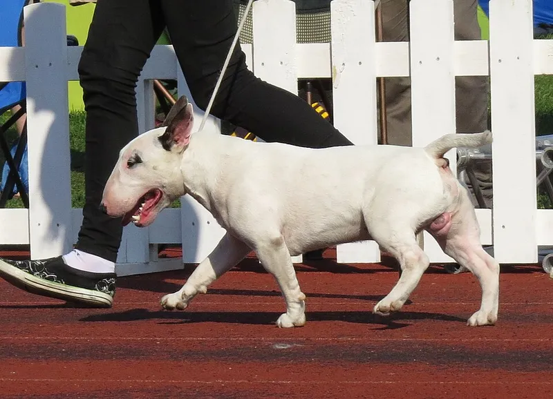 Minyatür Bull Terrier fotoğraf 7