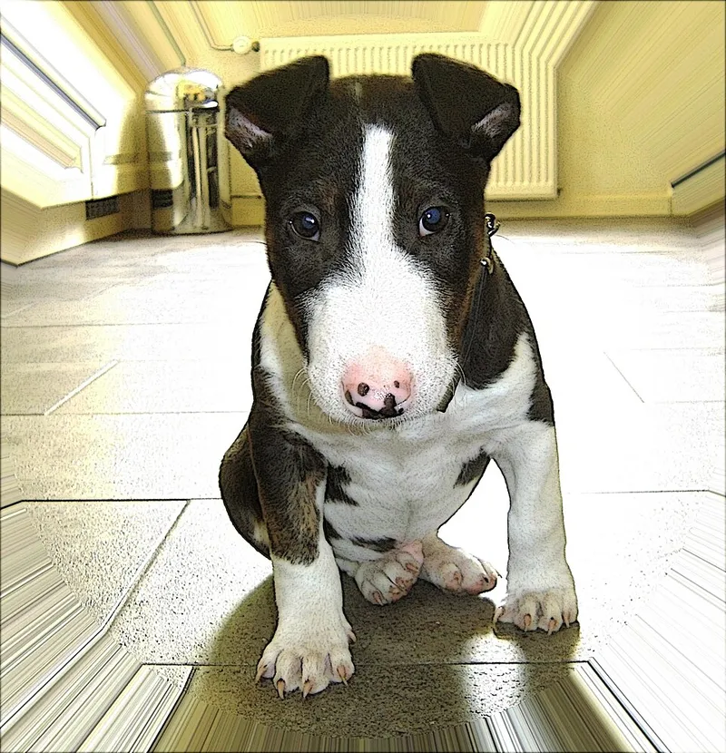 Minyatür Bull Terrier fotoğraf 8