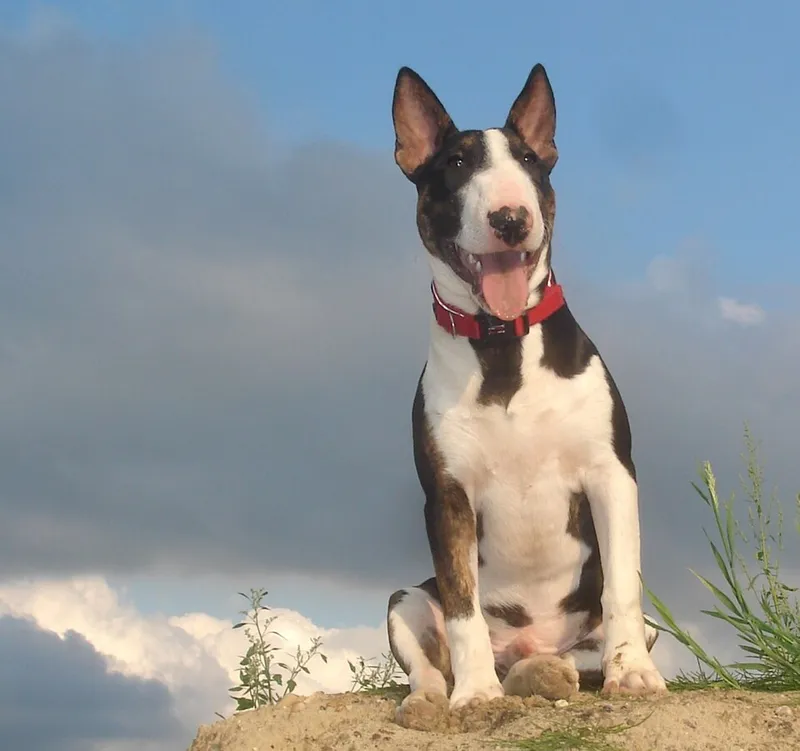 Minyatür Bull Terrier fotoğraf 9