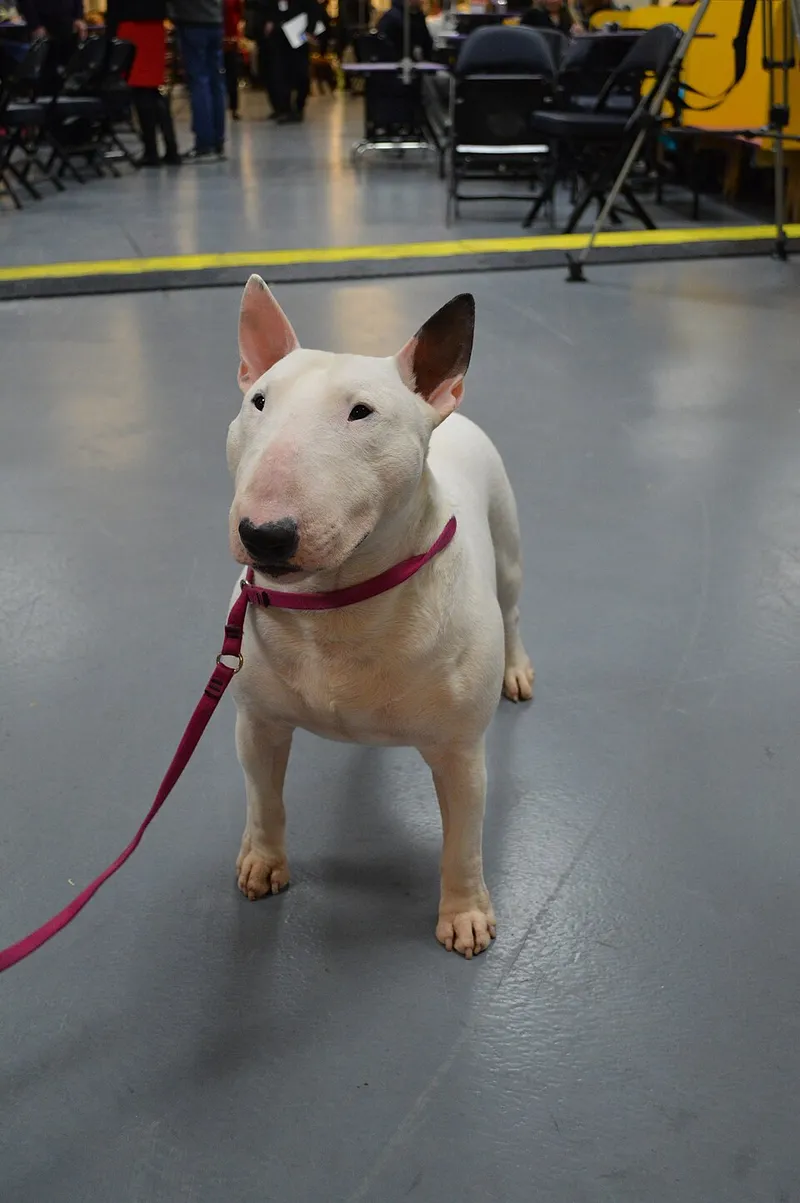Minyatür Bull Terrier fotoğraf 10