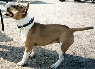 Minyatür Bull Terrier fotoğraf 11