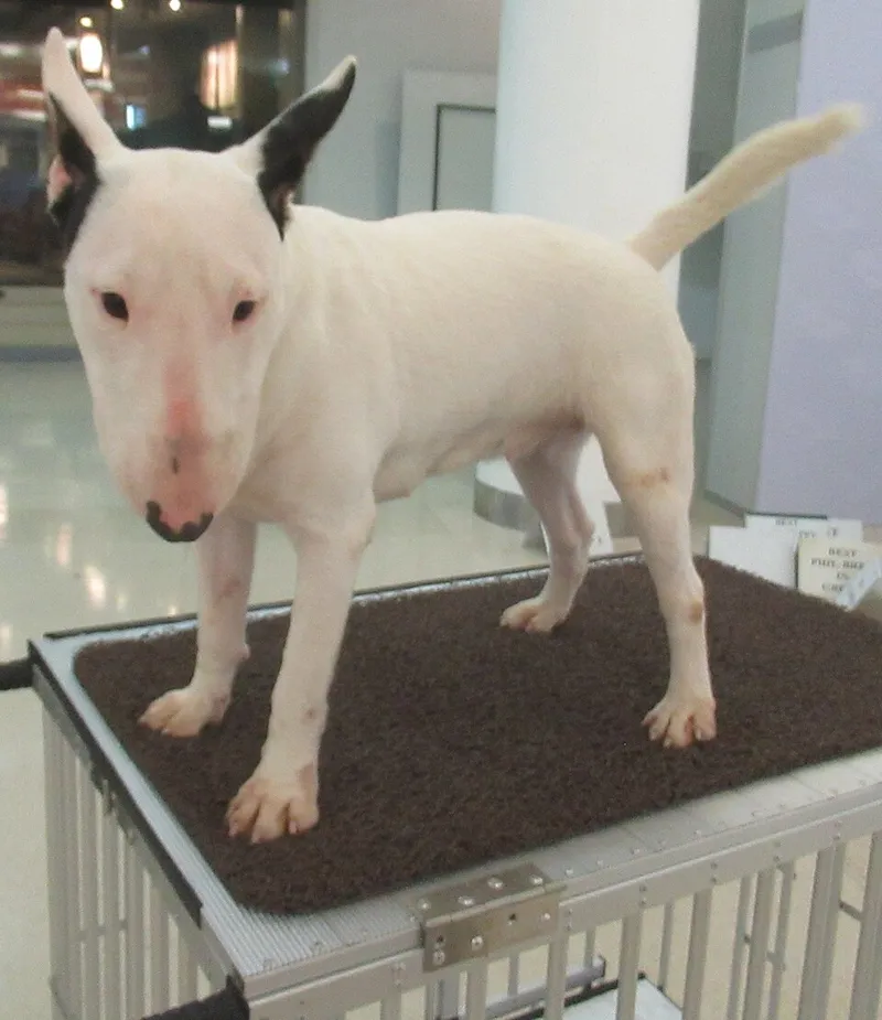 Minyatür Bull Terrier fotoğraf 12