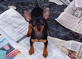 Minyatür Pinscher fotoğraf 1