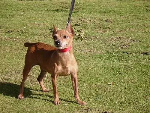Minyatür Pinscher fotoğraf 2