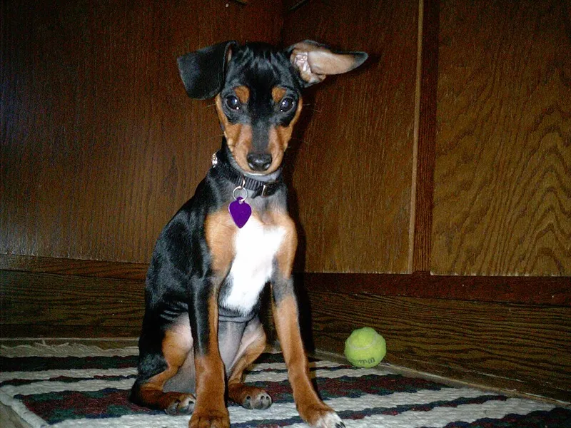 Minyatür Pinscher fotoğraf 3