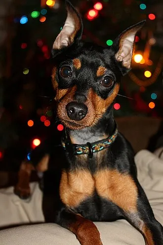 Minyatür Pinscher fotoğraf 4