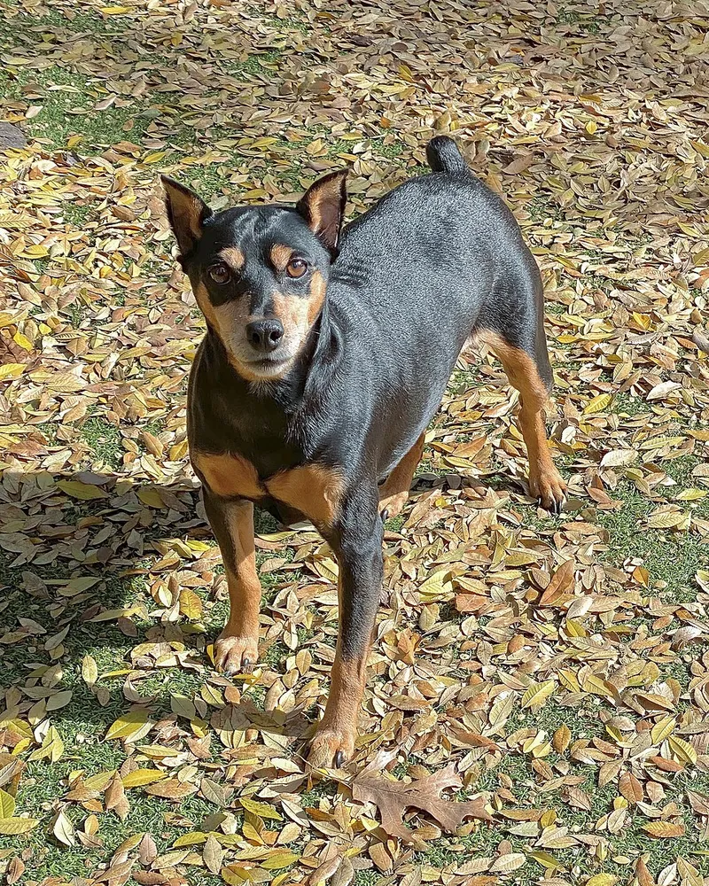Minyatür Pinscher fotoğraf 5