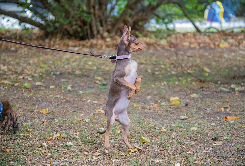 Minyatür Pinscher fotoğraf 6