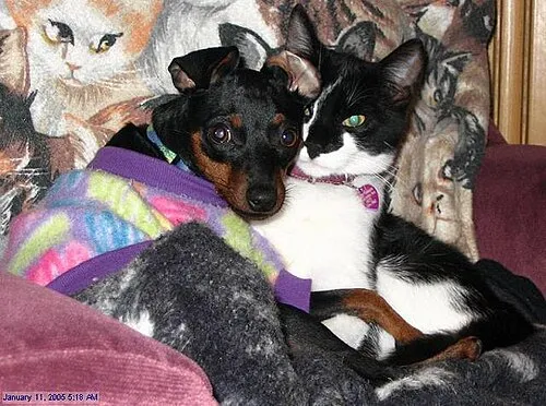 Minyatür Pinscher fotoğraf 7