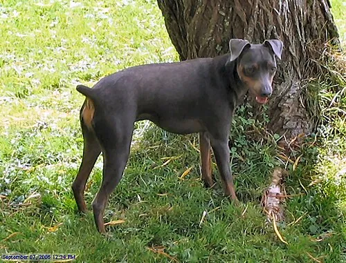 Minyatür Pinscher fotoğraf 8