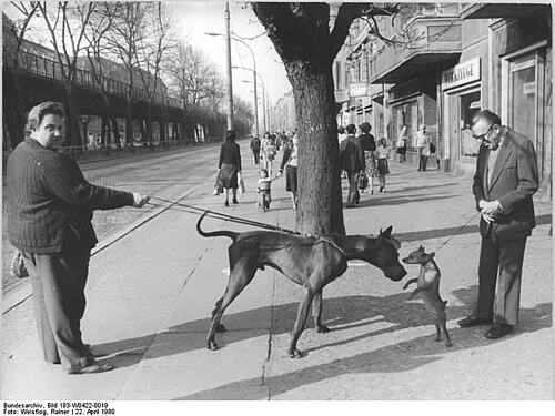 Minyatür Pinscher fotoğraf 10