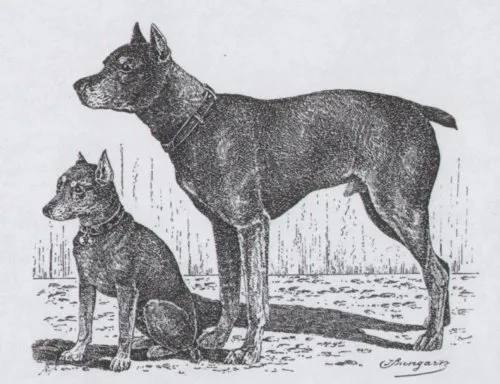 Minyatür Pinscher fotoğraf 11