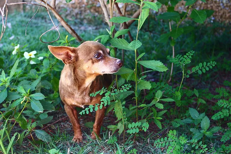 Minyatür Pinscher fotoğraf 12
