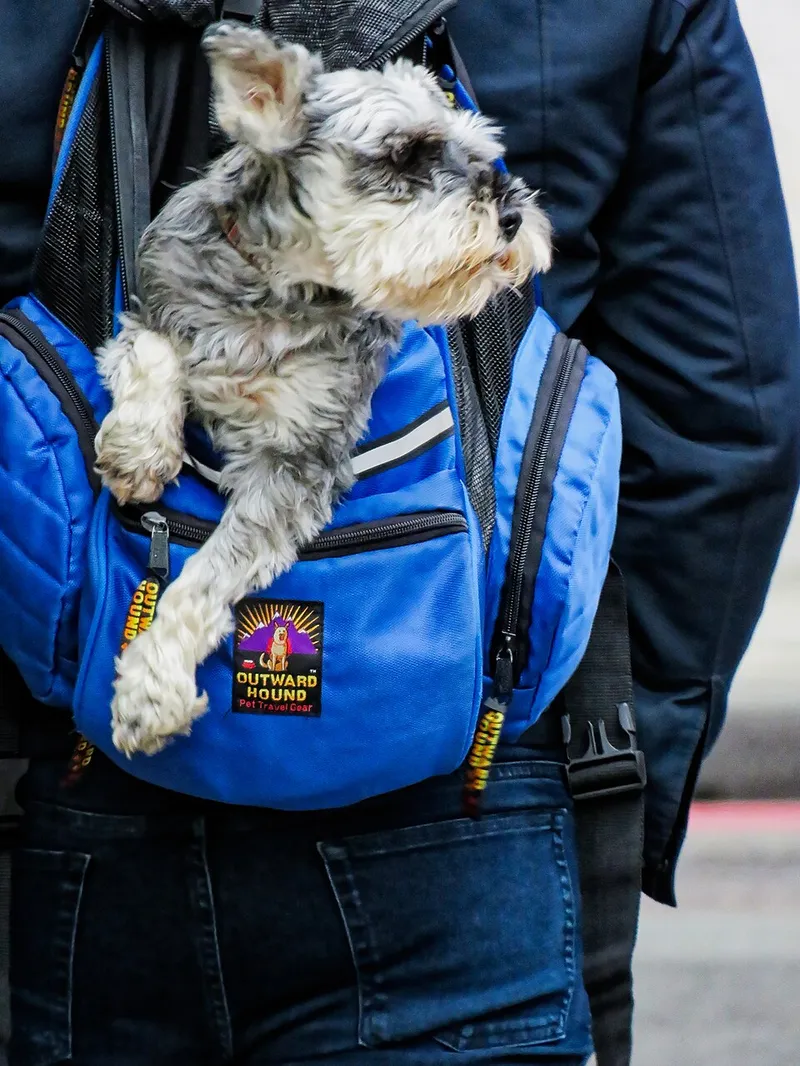 Minyatür Schnauzer fotoğraf 1
