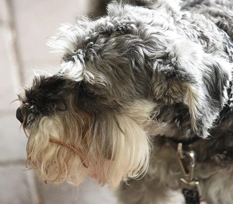 Minyatür Schnauzer fotoğraf 2