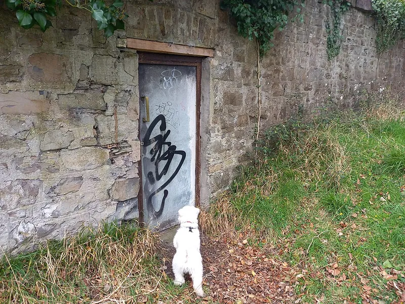 Minyatür Schnauzer fotoğraf 7
