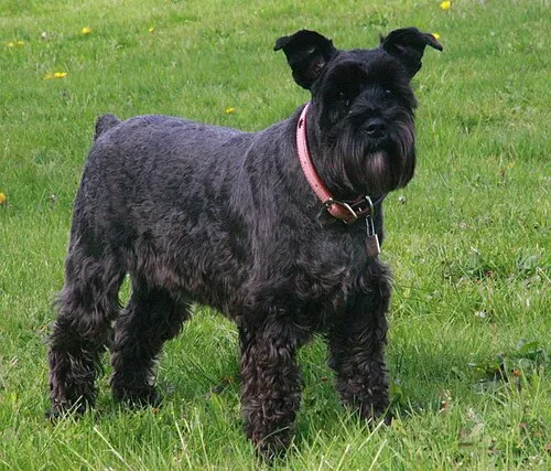 Minyatür Schnauzer fotoğraf 8