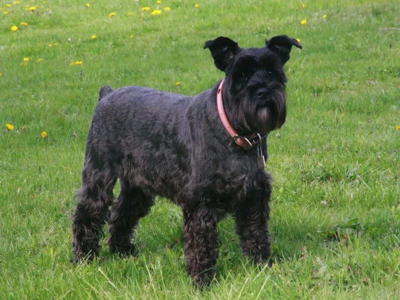 Minyatür Schnauzer fotoğraf 9