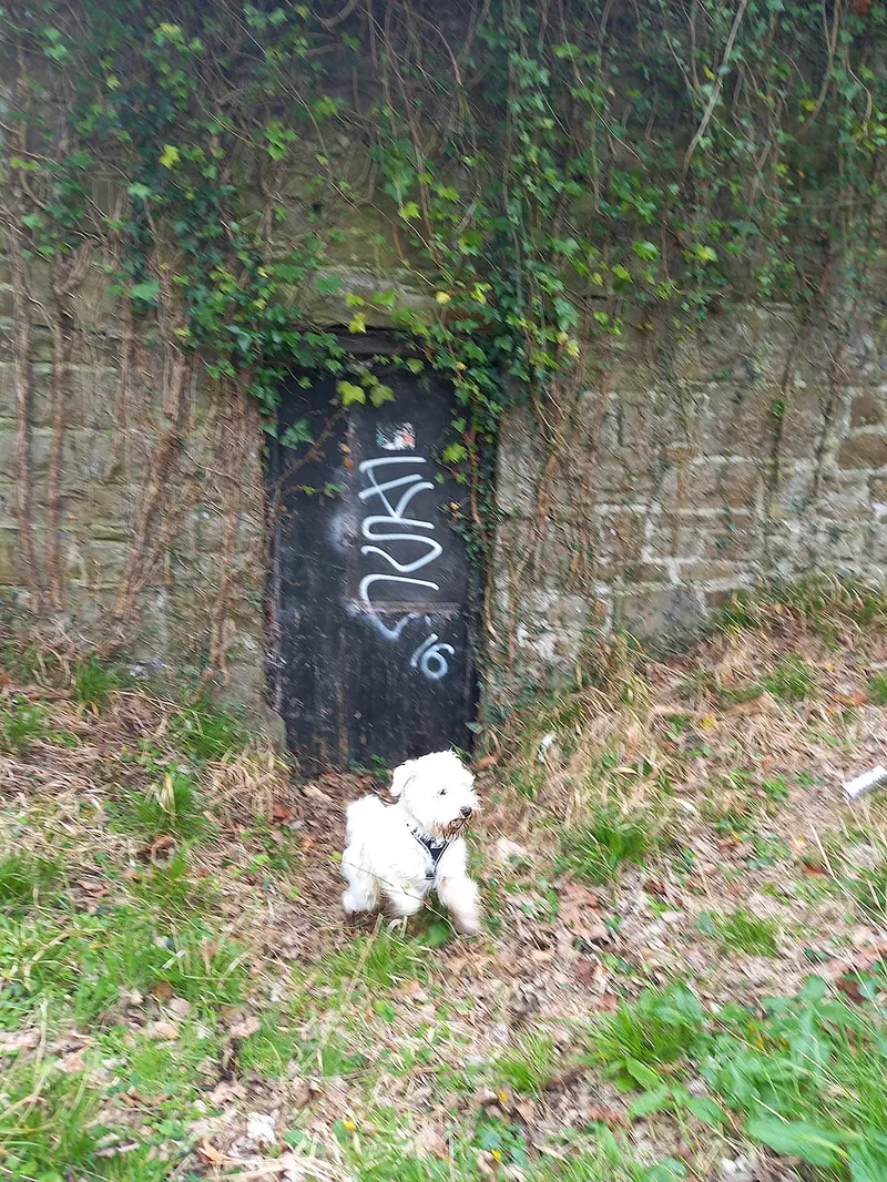 Minyatür Schnauzer fotoğraf 11