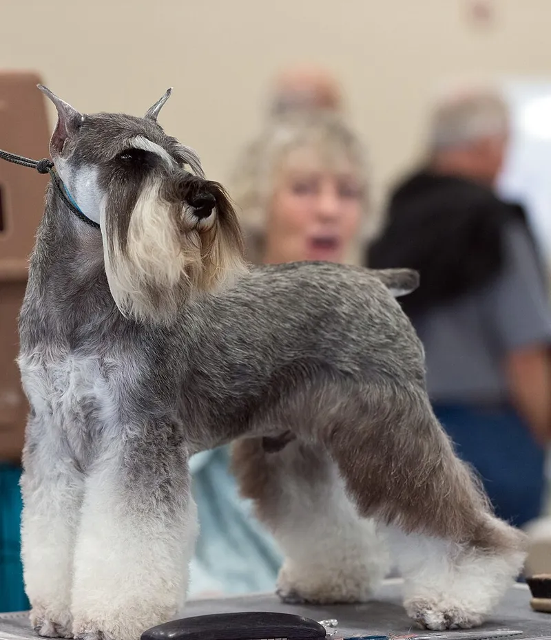 Minyatür Schnauzer fotoğraf 12