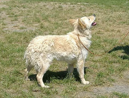 Mudi fotoğraf 5