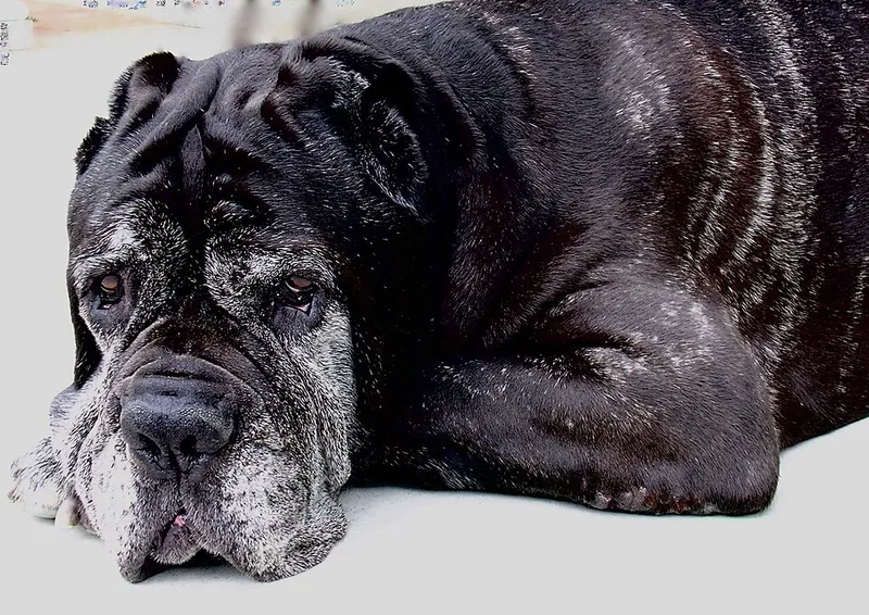 Napoliten Mastiff fotoğraf 1