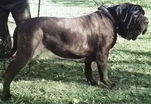 Napoliten Mastiff fotoğraf 2