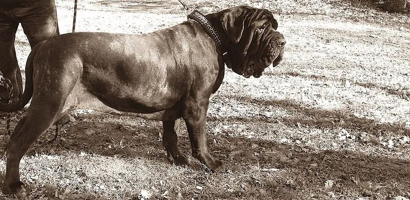 Napoliten Mastiff fotoğraf 3