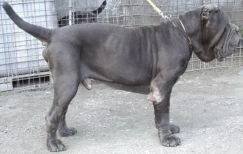 Napoliten Mastiff fotoğraf 4