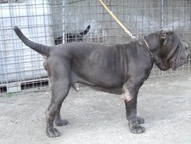 Napoliten Mastiff fotoğraf 5