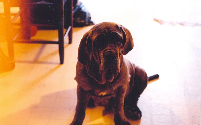 Napoliten Mastiff fotoğraf 6