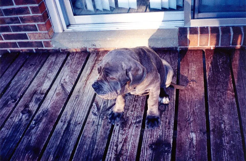 Napoliten Mastiff fotoğraf 7