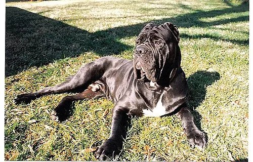 Napoliten Mastiff fotoğraf 9